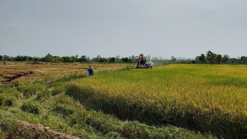 Mô hình “Trình diễn lúa nước” của Đồn Biên phòng Ia Mơ (Bộ đội Biên phòng tỉnh Gia Lai) cho năng suất cao, giúp hàng trăm hộ dân tộc thiểu số tại làng Klăh, xã Ia Mơ, huyện Chư Prông thoát nghèo. (Ảnh: Hồng Điệp/TTXVN)