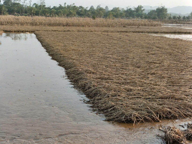 Cánh đồng lúa của thôn Hợp Thành, xã Tuy Lộc, thành phố Yên Bái thời kỳ chắc hạt bị chết trắng không có khả năng hồi phục. (Ảnh: TTXVN phát)