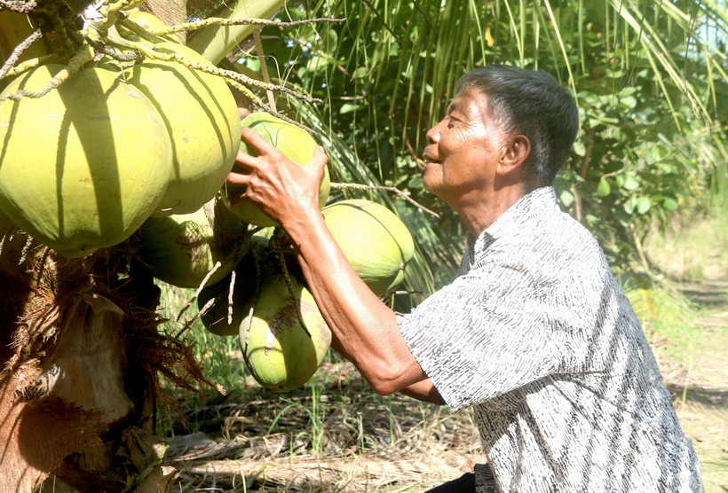 Ông Thạch Chanh, xã Hoà Tân (Cầu Kè, Trà Vinh) thu hoạch dừa sáp. (Ảnh: Thanh Hòa/TTXVN)