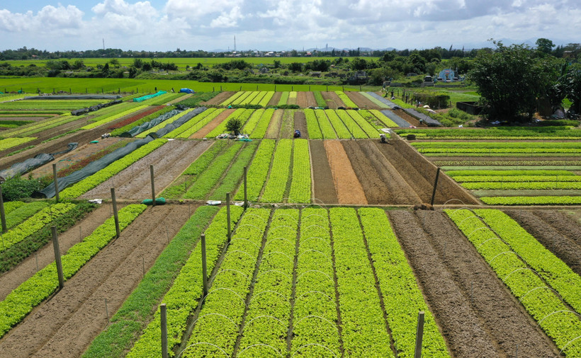 Vùng sản xuất rau an toàn ở xã Quảng Thành, huyện Quảng Điền. (Ảnh: Hồ Cầu/TTXVN)