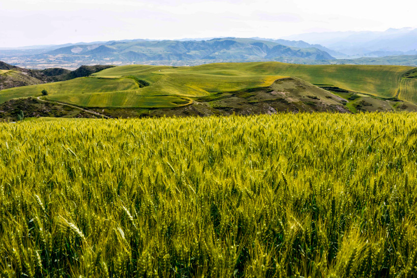 Một cánh đồng lúa mì ở Xương Cát, phía tây bắc khu tự trị Tân Cương, Trung Quốc. (Ảnh: THX/TTXVN)