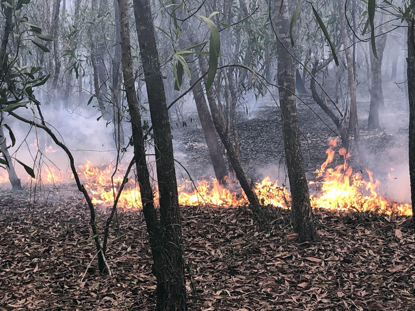 Cánh rừng trồng nguyên liệu đang bị cháy. (Ảnh: Trần Tĩnh/TTXVN)