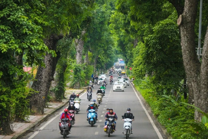 Con đường Hoàng Diệu, một trong những con đường đẹp nhất Thủ đô với hàng cây xà cừ cổ kính. (Ảnh: Minh Sơn/Vietnam+)