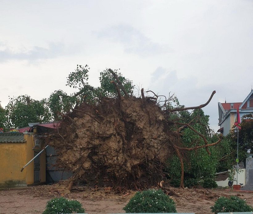 Cây bồ đề di sản có tuổi đời hơn 300 năm ở Hải Dương bị đổ do dông lốc vào ngày 3/6/2024. (Ảnh: TTXVN phát)