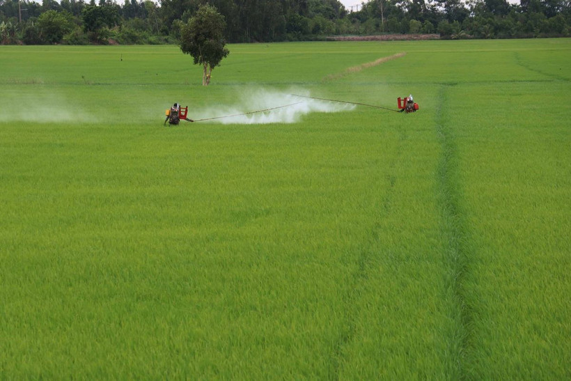 Chăm sóc lúa Thu Đông tại xã Tân Nghĩa, huyện Cao Lãnh (Đồng Tháp). (Ảnh: Nguyễn Văn Trí/TTXVN)