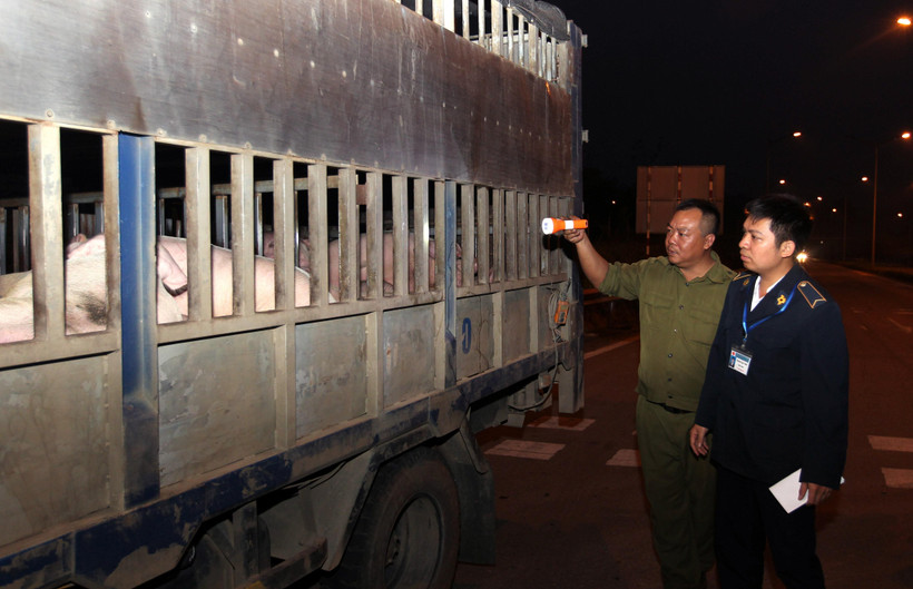 Kiểm soát chặt dịch tả lợn châu Phi, không để lây lan vào phía Nam