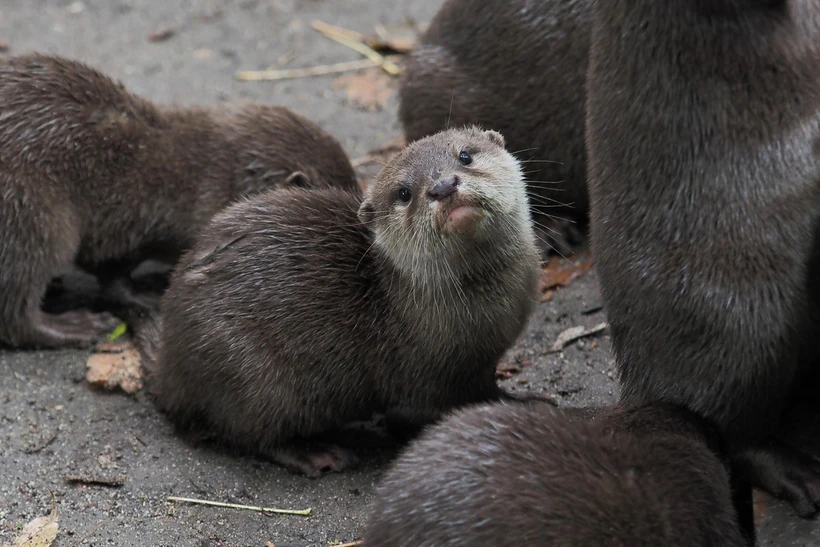 Rái cá tại sở thú Beauval ở Saint-Aignan, Pháp. (Ảnh: AFP/TTXVN)
