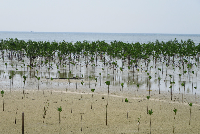 Trồng rừng ngập mặn phục hồi hệ sinh thái tại khu bảo tồn biển Vườn quốc gia Núi Chúa, huyện Ninh Hải, Ninh Thuận. (Ảnh: Nguyễn Thành/TTXVN)