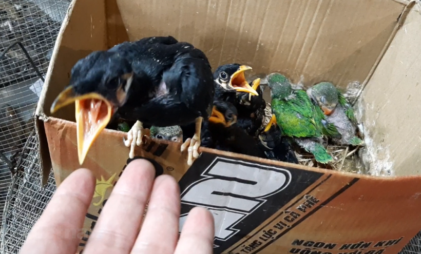 Những cá thể chim trời vừa mới sinh ở ngoài tự nhiên đã bị bắt về rao bán tại chợ nông sản Thạnh Hóa, tỉnh Long An. (Ảnh chụp từ năm 2020: H.V/Vietnam+)