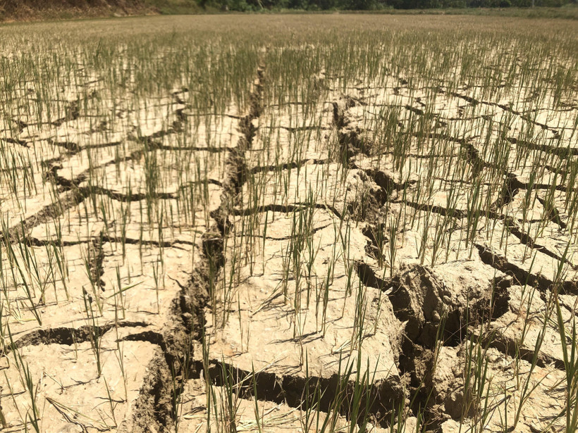 Cánh đồng thôn Vĩnh Đức, xã Ân Tính, huyện Hoài Ân, tỉnh Bình Định nứt nẻ vì khô hạn. (Ảnh: Nguyên Linh/TTXVN) 