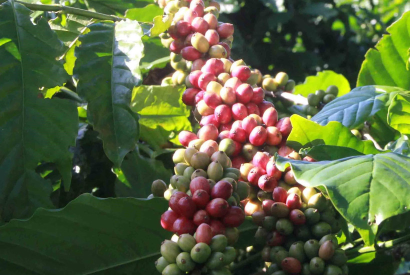 Càphê là mặt hàng xuất khẩu chủ lực sang thị trường EU, mỗi năm Việt Nam xuất khẩu đạt kim ngạch hàng tỷ USD. (Ảnh: TTXVN)