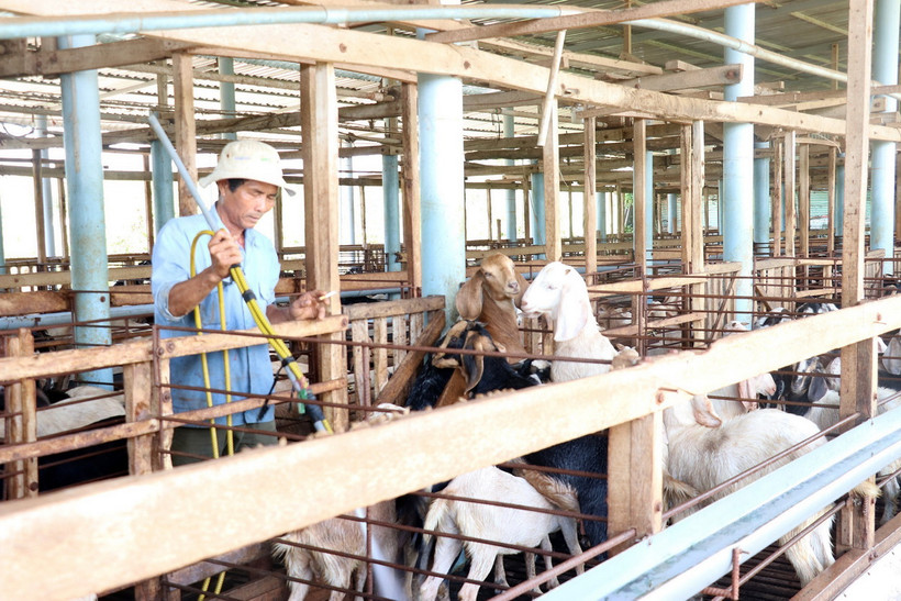 Một trang trại nuôi dê an toàn sinh học, thích ứng biến đổi khí hậu tại Tiền Giang. (Ảnh: Hữu Chí/TTXVN)