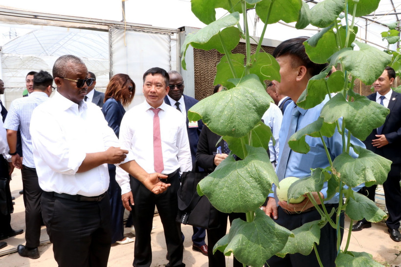 Tổng thống nước Cộng hòa Guinea-Bissau Umaro Sissoco Embaló thăm khu vực sản xuất dưa công nghệ cao. (Ảnh: Mạnh Tú/TTXVN)