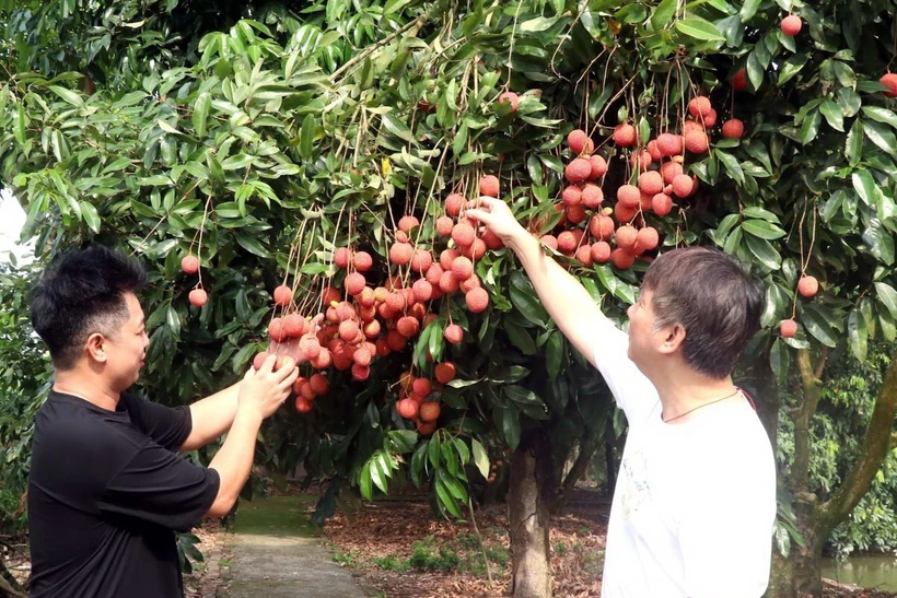 Vải trứng Hưng Yên với ưu thế, quả to, mã đẹp, vị ngọt thơm được đông đảo người tiêu dùng ưa chuộng. (Ảnh: Đinh Văn Nhiều/TTXVN)