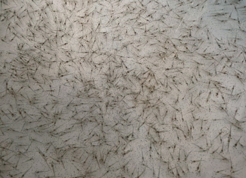 Ảnh minh họa. (Ảnh: TTXVN phát)