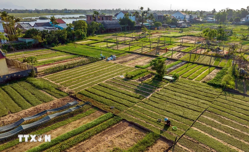 Nông dân làng rau Trà Quế tất bật sản xuất vụ rau tết. (Ảnh: TTXVN phát)