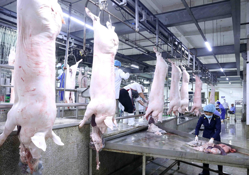 Dây chuyền giết mổ lợn ở nhà máy của Công ty Cổ phần Công nghệ thực phẩm Vinh Anh, huyện Thường Tín, Hà Nội. (Ảnh: Vũ Sinh/TTXVN)