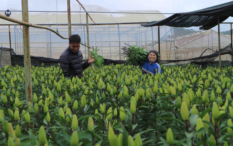Nhà vườn ở làng hoa Thái Phiên (Phường 12, Đà Lạt) thu hoạch hoa lily vụ Tết. (Ảnh: Nguyễn Dũng/TTXVN)