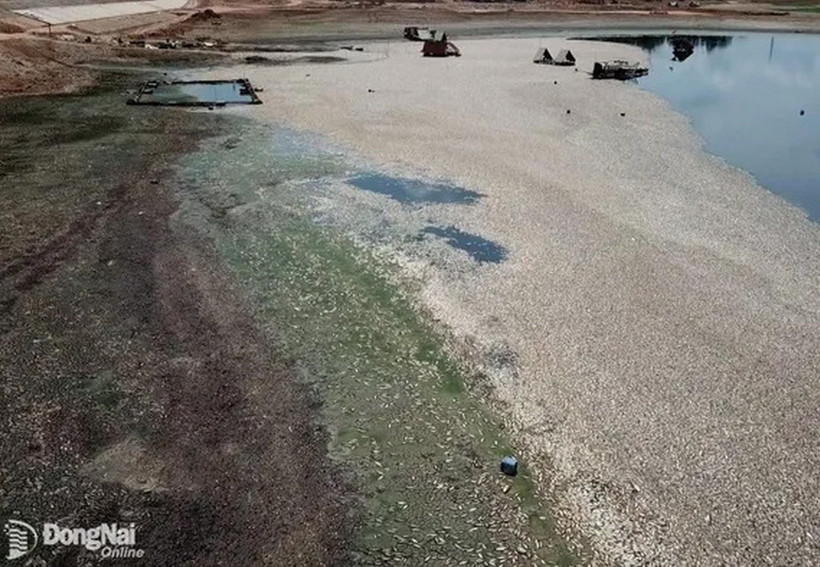 Lượng cá chết dày đặc bốc mùi hôi thối nồng nặc gây ảnh hưởng rất lớn đến các khu vực xung quanh. (Nguồn: Báo Đồng Nai)