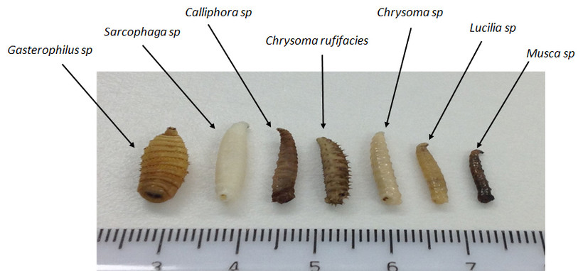 Ấu trùng ruồi Maggot. (Nguồn: shire.science.uq.edu.au)