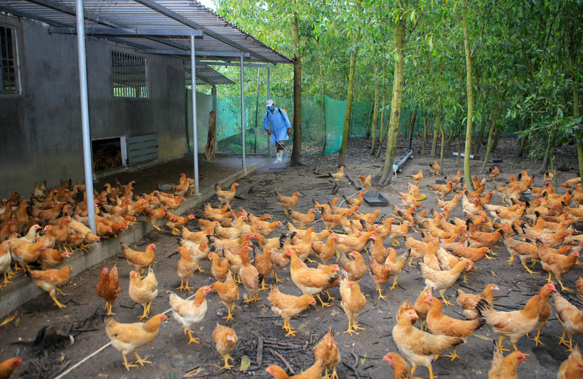 (Ảnh minh họa: Hồ Cầu/TTXVN)