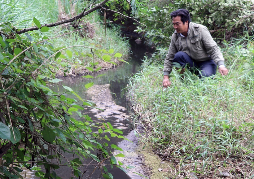 Phú Yên: Ô nhiễm từ trang trại chăn nuôi lợn, gây bức xúc dư luận