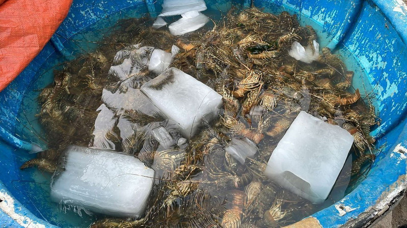 Tôm hùm ở thị xã Sông Cầu (Phú Yên) bị chết hàng loạt. (Ảnh: TTXVN phát)