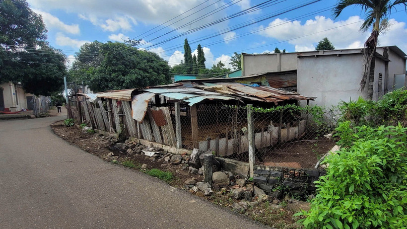 Điểm chăn nuôi bò của một hộ dân thuộc thị trấn Ngãi Giao (huyện Châu Đức) nằm ngay sát mặt đường nhựa, gây ô nhiễm môi trường. (Ảnh: Hoàng Nhị/TTXVN)