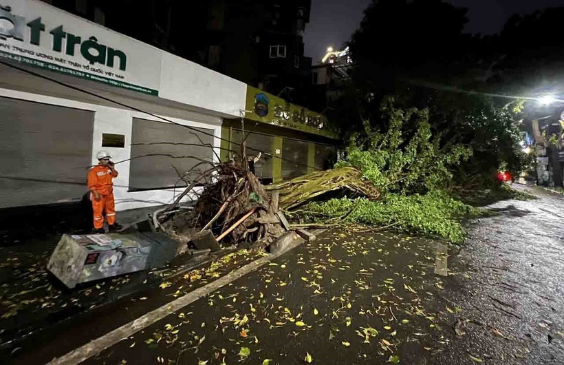 1 cây lớn bật gốc đổ ra phố Tràng Thi. (Ảnh: Phạm Kiên/TTXVN)