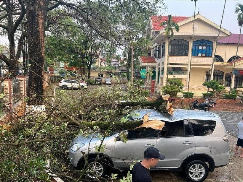 Mưa to kèm theo dông lốc khiến nhiều cây xanh bị gãy đổ trên địa bàn thành phố Sơn La, huyện Phù Yên, Thuận Châu, Quỳnh Nhai. (Ảnh: TTXVN phát)