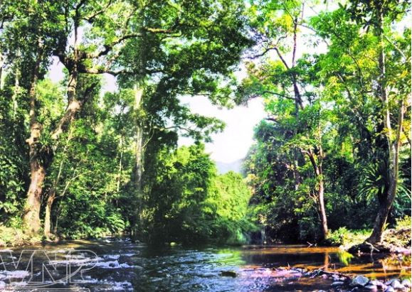 Vẻ đẹp hoang sơ của Vườn Quốc gia Pù Mát trong khu Dự trữ Sinh quyển Thế giới Tây Nghệ An. (Nguồn: Báo ảnh Việt Nam)