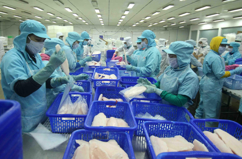 Chế biến cá tra xuất khẩu tại nhà máy của Tập đoàn Sao Mai (tỉnh Đồng Tháp). (Ảnh: Vũ Sinh/TTXVN)