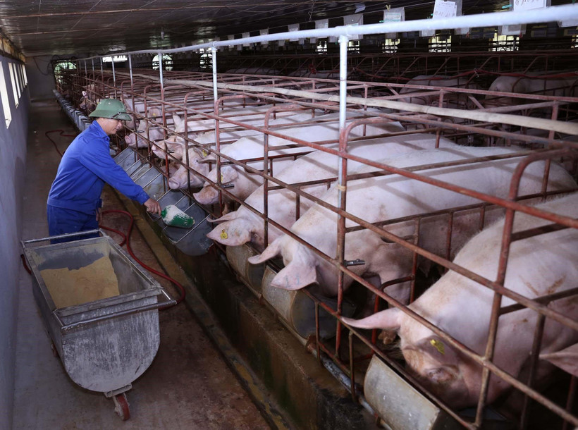 Nếu đảm bảo an toàn sinh học, các địa phương có thể thực hiện tái đàn lợn để đảm bảo nguồn cung. (Ảnh: Vũ Sinh/TTXVN)