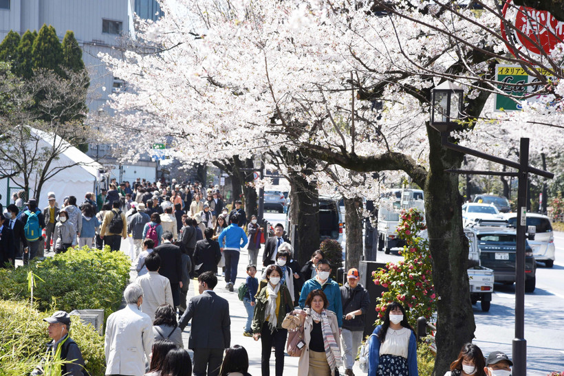 Khách du lịch tản bộ dưới những cây hoa Anh Đào trên con đường gần đền Yasukuni, Tokyo. (Ảnh: Thành Hữu/TTXVN)