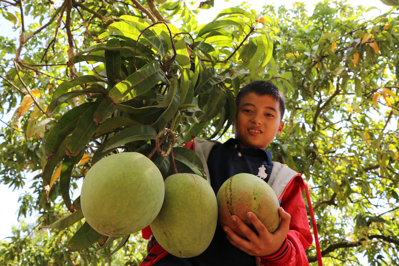 Những trái xoài sắp được thu hoạch. (Ảnh: Dương Chí Tưởng/TTXVN) 