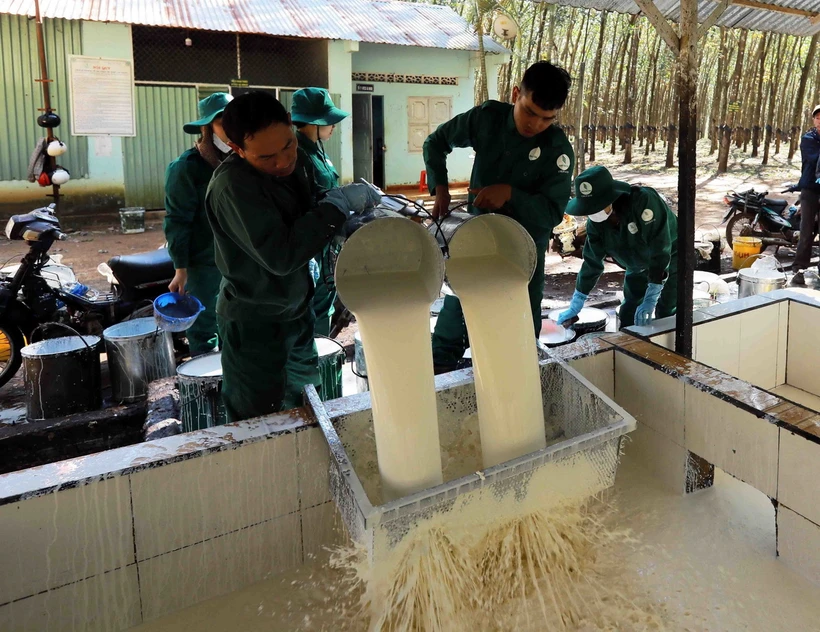 Thu gom mủ cao su đưa về chế biến tại nhà máy sản xuất của Công ty trách nhiệm hữu hạn một thành viên Cao su Chư Păh, tỉnh Gia Lai (Tập đoàn Công nghiệp Cao su Việt Nam). (Ảnh: Vũ Sinh/ TTXVN)