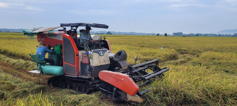 Giá lúa tại Đồng bằng sông Cửu Long tuần qua duy trì ở mức cao. (Nguồn: TTXVN)