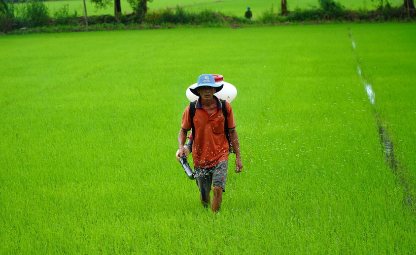 Nông dân xã Vĩnh Hòa Hưng Bắc (Gò Quao, Kiên Giang) bón phân cho lúa Thu Đông. (Ảnh: Văn Sĩ/TTXVN)