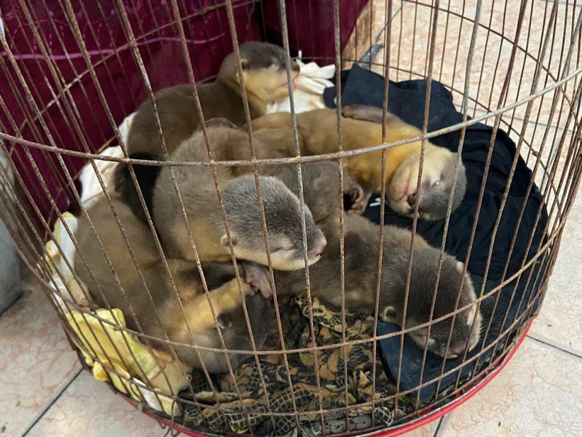 6 cá thể rái cá được giải cứu khi đang bị buôn bán trái phép tại Thành phố Hồ Chí Minh. (Ảnh: ENV cung cấp)