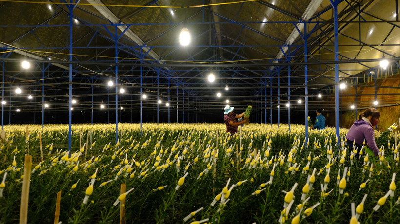 Một nhà vườn ở làng hoa Vạn Thành, phường 5, thành phố Đà Lạt. ( Ảnh: Nguyễn Dũng/TTXVN)