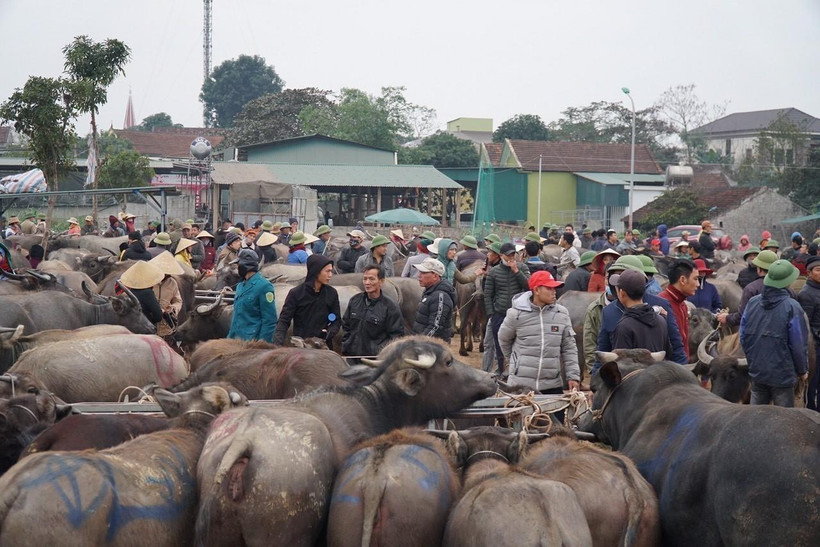 Những con trâu, bò to đẹp được người dân đưa đến chợ Ú để giao dịch. (Ảnh: Bích Huệ/TTXVN)