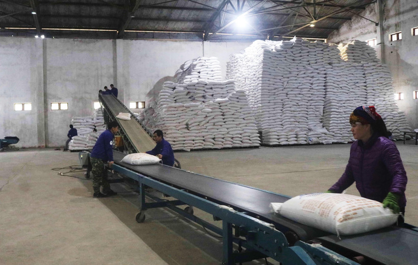 Vận chuyển sản phẩm tại Nhà máy Mía đường Cao Bằng. (Ảnh: Chu Hiệu/TTXVN)