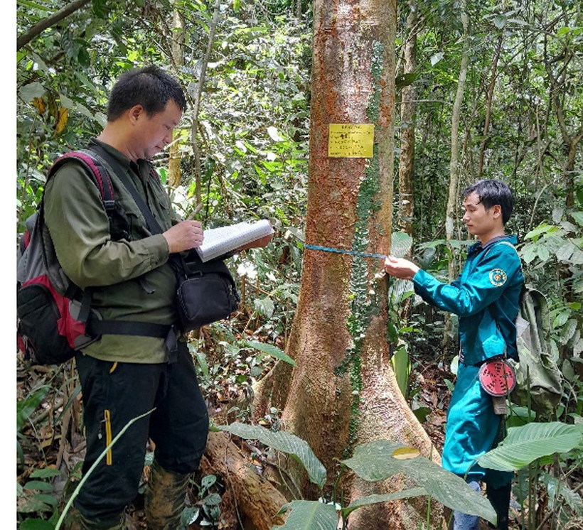 Cán bộ kiểm lâm điều tra thực địa cây Re gừng. (Ảnh: TTXVN phát)