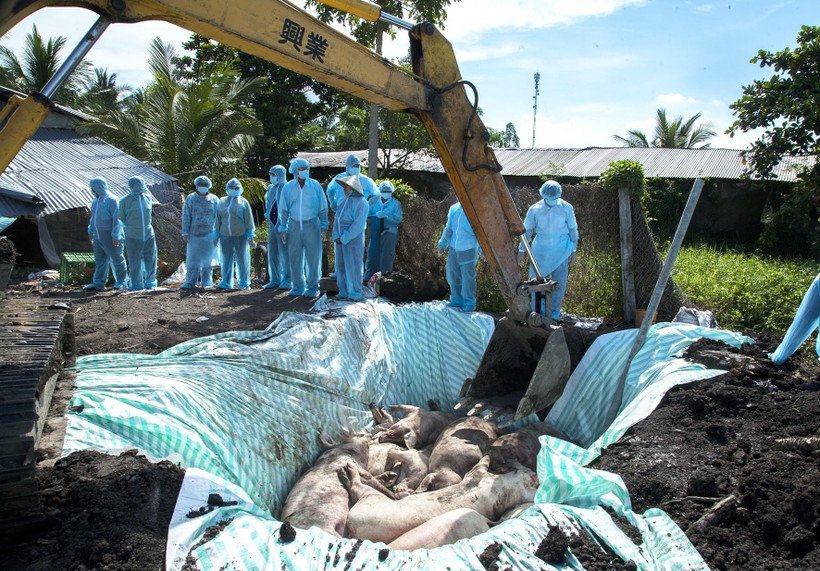 Tiêu hủy ổ dịch tả lợn châu Phi của gia đình ông Nguyễn Duy Chuyên, xã Tân Hiệp A, huyện Tân Hiệp. (Ảnh: Hồng Đạt/TTXVN) 