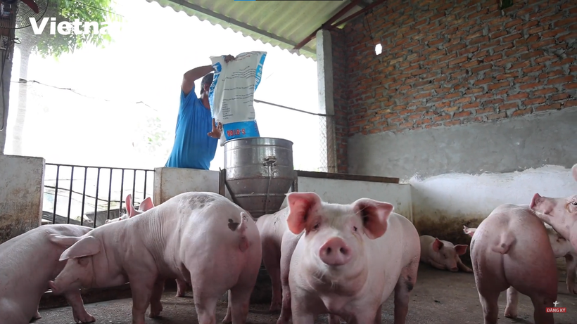 Người dân chăn nuôi gia súc, gia cầm lo lắng bởi giá nguyên liệu liên tục tăng cao. (Ảnh: PV/Vietnam+)