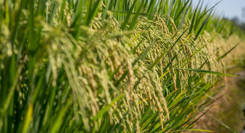 Đại dịch COVID-19 không ảnh hưởng đến tiến trình thu hoạch ở Brazil. (Nguồn: anba.com.br)