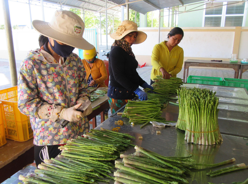 Xã viên Hợp tác xã dịch vụ tổng hợp Tuấn Tú (xã An Hải, huyện Ninh Phước, Ninh Thuận) sơ chế sản phẩm đặc thù măng tây xanh để đưa đi tiêu thụ. (Ảnh: Nguyễn Thành/TTXVN)