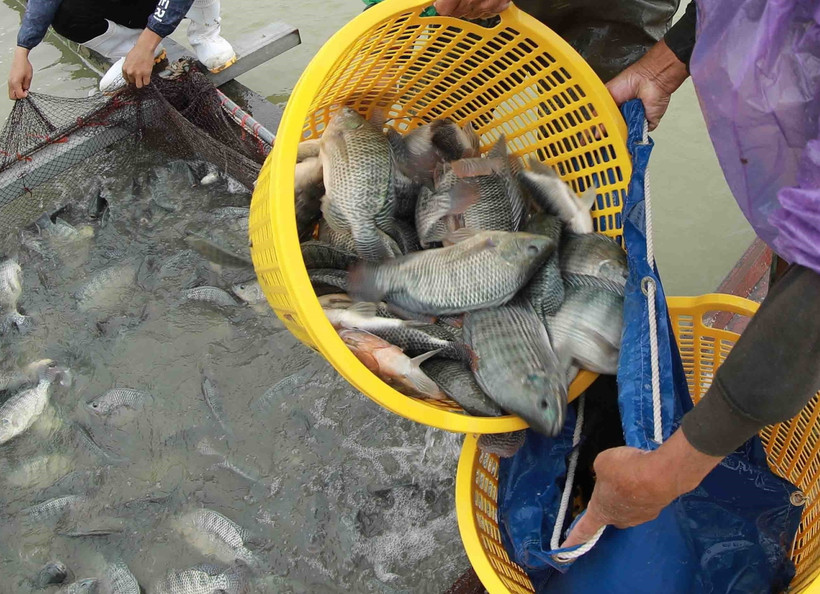 Ảnh minh họa. (Ảnh: Vũ Sinh/TTXVN)