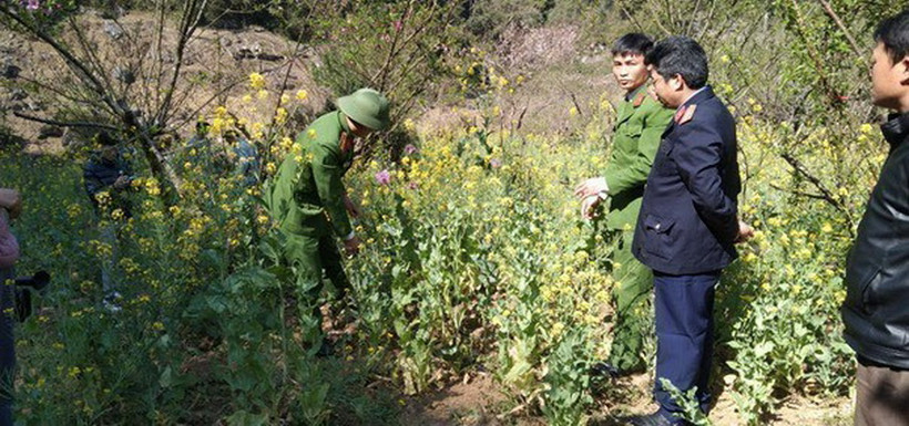 Lực lượng chức năng phá bỏ và tiêu hủy số lượng cây thuốc phiện người dân trồng tại bản Săng Tăng Ngai, xã Phăng Sô Lin, huyện Sìn Hồ. (Ảnh: TTXVN phát)