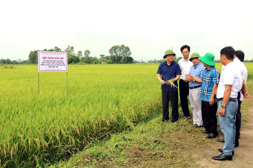 Các đại biểu tham quan mô hình trồng lúa Gia Lộc 516 tại xã Dị Chế, huyện Tiên Lữ, tỉnh Hưng Yên. (Ảnh: TTXVN)